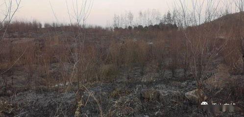 狮子山爆料视频最新版在线观看 第2张 狮子山爆料视频最新版在线观看 第2张